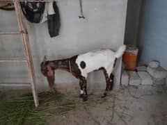 bakri do dant