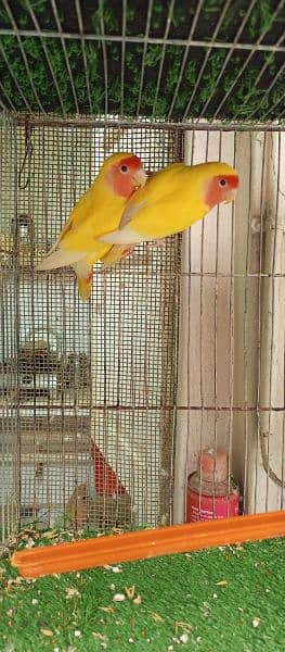 lovebird 1