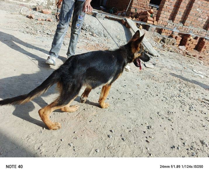 German Shepherd female black mask 0