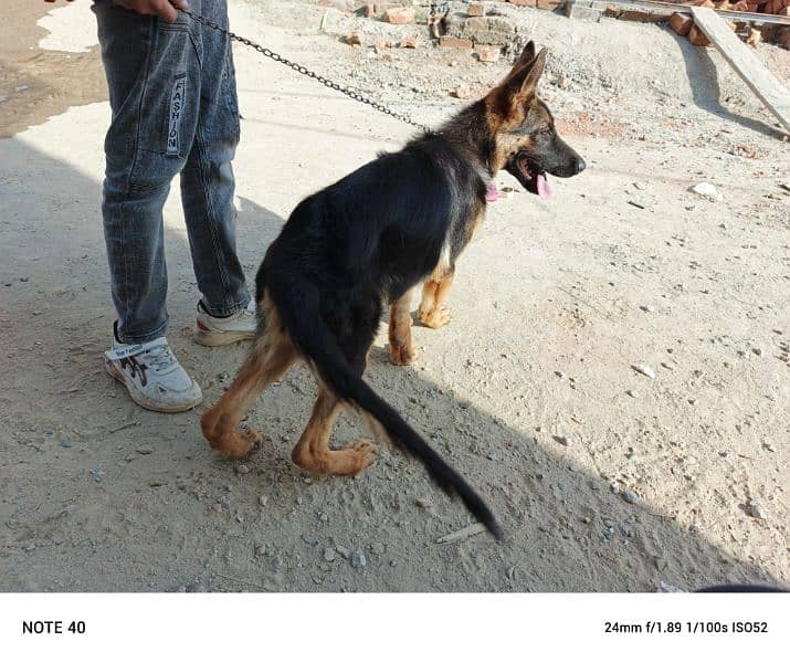 German Shepherd female black mask 5