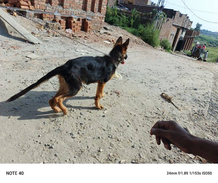 German Shepherd female black mask 8