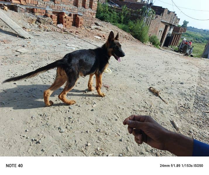 German Shepherd female black mask 9