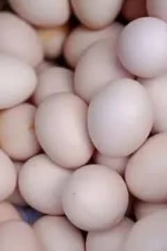 Desi fertile eggs for sale 50 rupees.