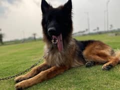 german shepherd long hair male