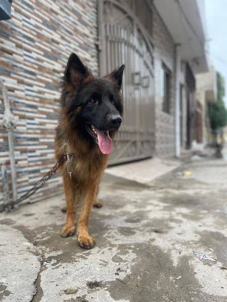 german shepherd long hair male 2