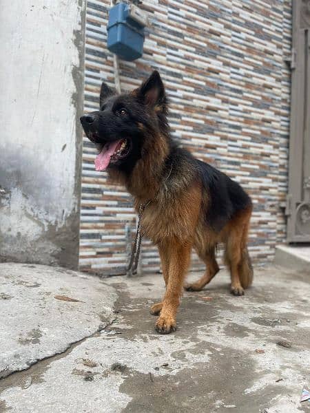 german shepherd long hair male 3