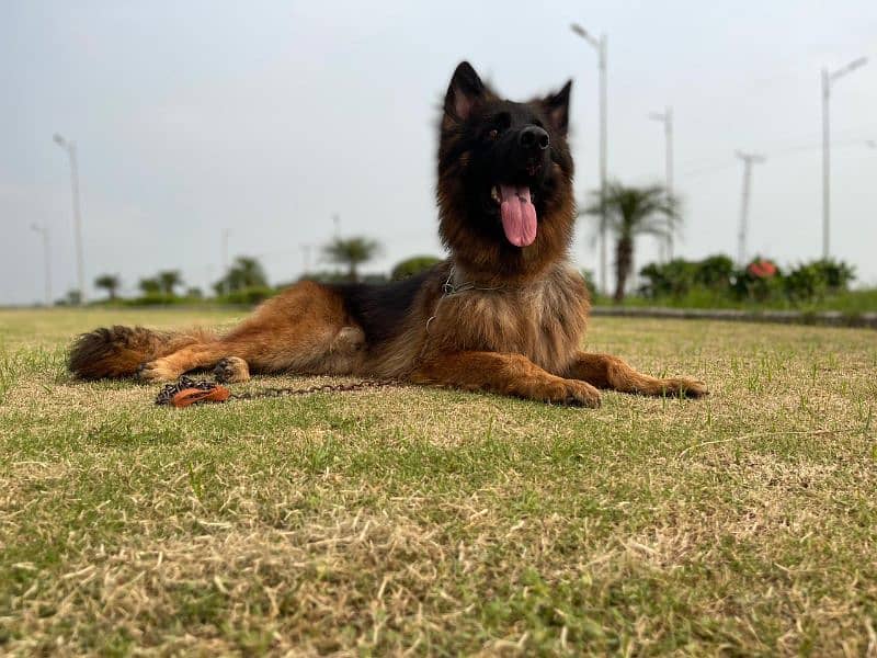 german shepherd long hair male 4