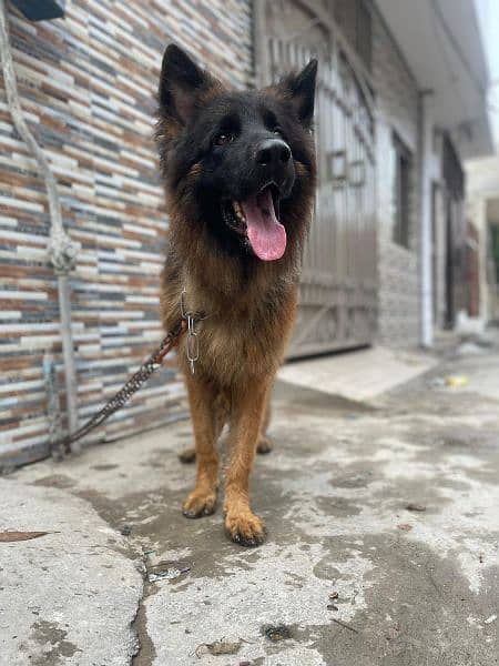 german shepherd long hair male 5