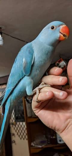 Blue ringneck parrot selfchick