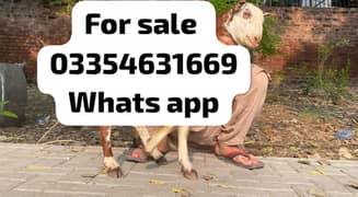 Bakra | makhi cheeni| Breader Bakra for sale | بکرا 0