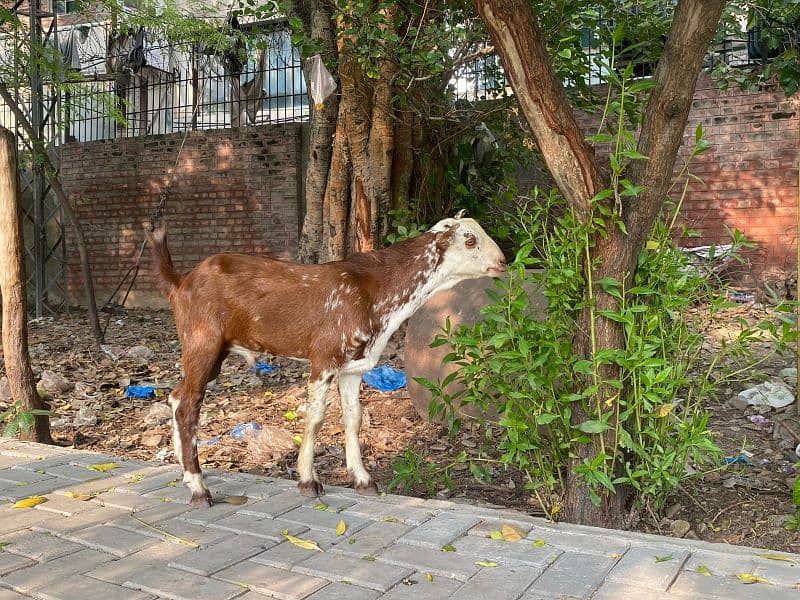 Bakra | makhi cheeni| Breader Bakra for sale | بکرا 4