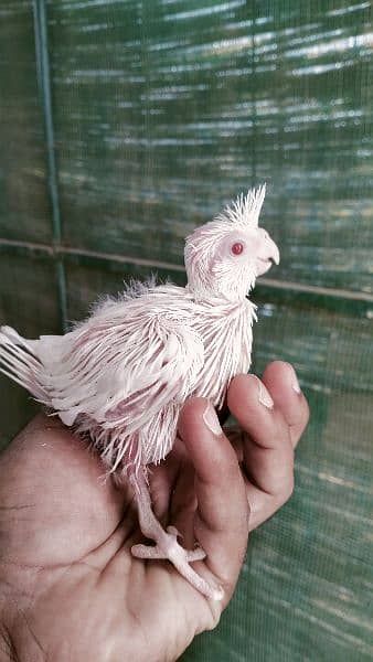 cocktail chick 1