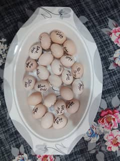 Blue Bantam/Bharma/Buff Fertile Eggs