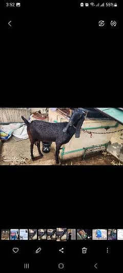 Goat for sale 0