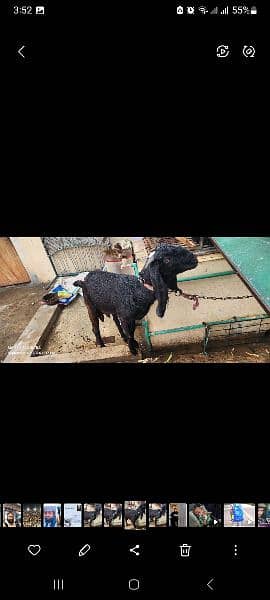 Goat for sale 1