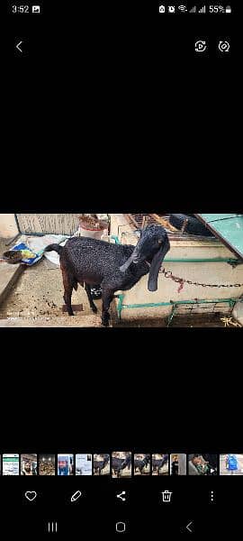 Goat for sale 2