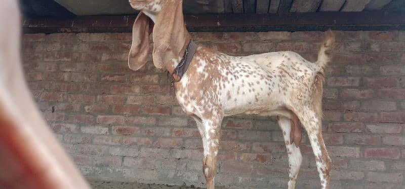 makkhi chini bakri ior beetal nasl ki bakri for sale 0