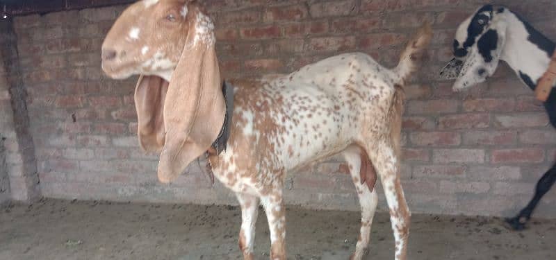 makkhi chini bakri ior beetal nasl ki bakri for sale 1