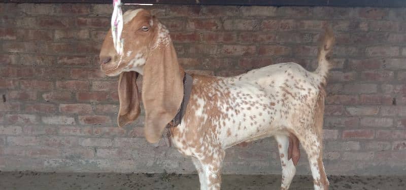 makkhi chini bakri ior beetal nasl ki bakri for sale 3