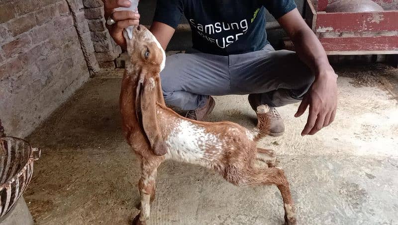 makkhi chini bakri ior beetal nasl ki bakri for sale 9