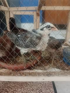 Desi chicks for sale age 20 days healthy and active.