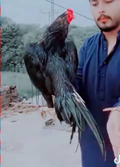 03088837402 aseel murg for sale . . .