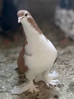 Beauty Sherazi Pigeon