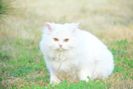 pure persian female Cat for sale (free hone delivery)