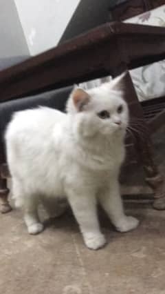 pure persian pregnant breeder female for sale puncch face white