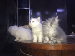 odd eye blue eye hazel eye pure persian kittens (free home delivery )