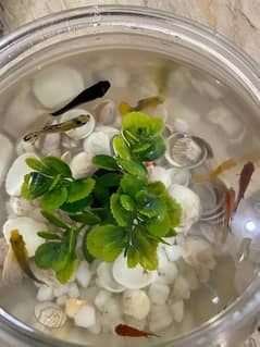 fishes with bowl and plant