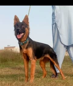 Belgium Shepherd female full security available for sale