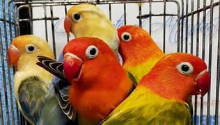 Lovebird