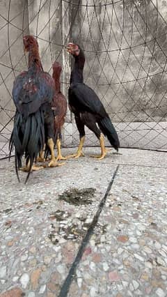 indian parrot beak long tail aseel chicks #aseel