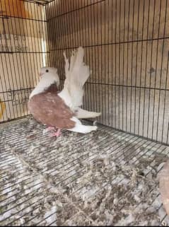 King Pigeon Male & Seddle Male