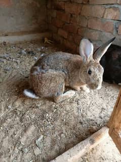 Adorable Rabbits for Sale Perfect Person For your Home