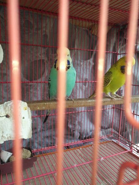 black wing +king size exibition budgies 0