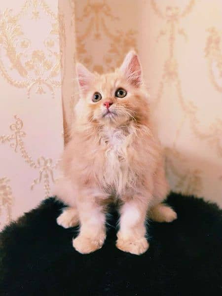 Persian cat male kitten 0