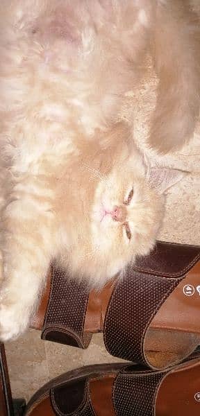 Persian cat male kitten 5