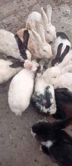 8 rabbits mixed