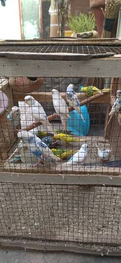 Australian parrots for sale final 6500Rs taqreaban 18 pice