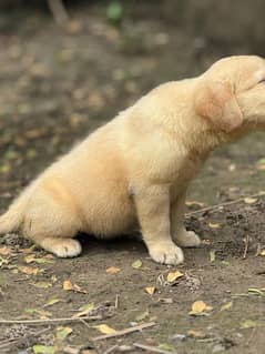 urgent sale Golden Retriever Pedigree