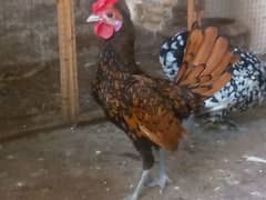 golden sebright and mollted bantam male