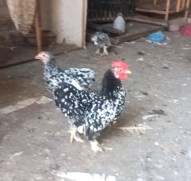 golden sebright and mollted bantam male 2