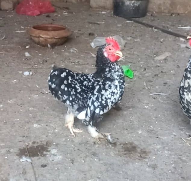 golden sebright and mollted bantam male 3