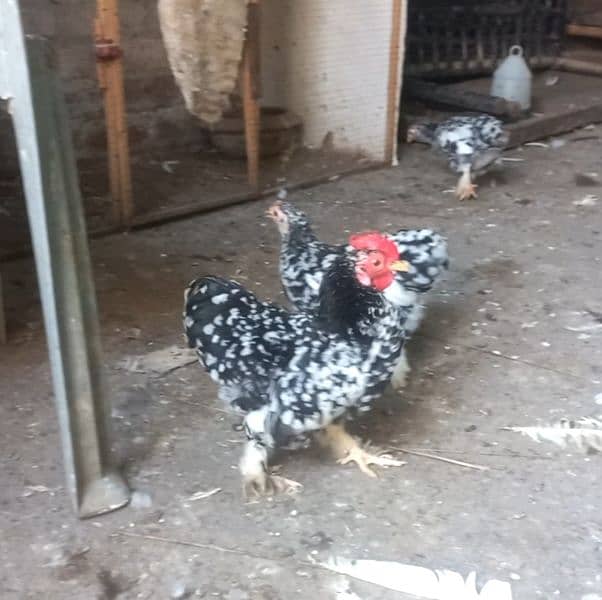 golden sebright and mollted bantam male 4