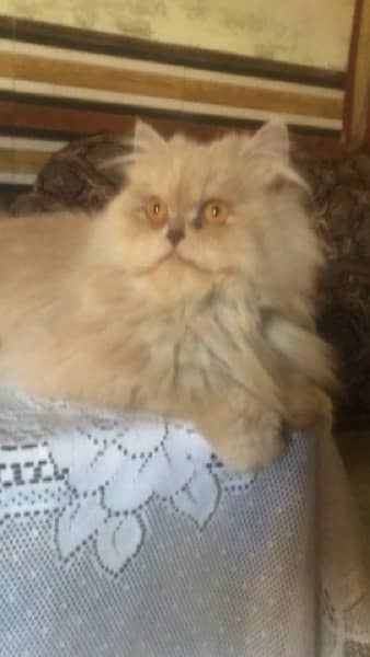 persian breader female cat available 0