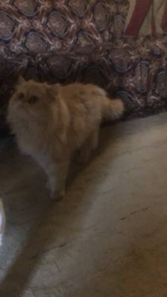 persian breader female cat available 1