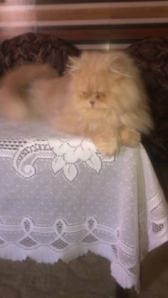 persian breader female cat available 2