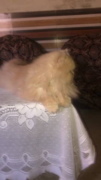 persian breader female cat available 3